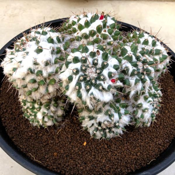 サボテン：マミラリア 多毛ブカレンシス*幅22cm 現品 一品限り