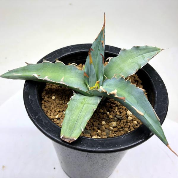 多肉植物：アガベ キシロナカンサ ブルー 酒呑童子*幅15cm 現品
