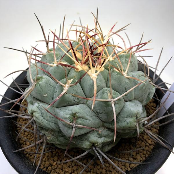 y-bonsai_s10123v