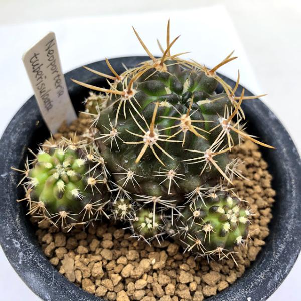 サボテン：ネオポルテリア ツベルクラータ*幅5.5cm 現品！一品限り