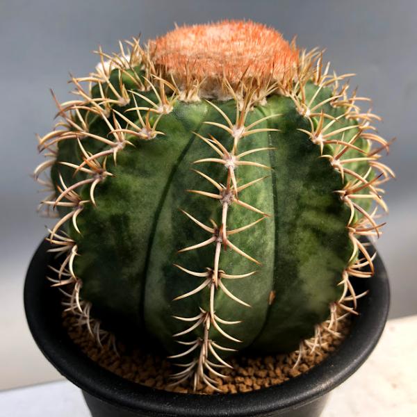 サボテン：メロカクタス マタンザナス 魔雲錦*幅11cm 現品！一品限り