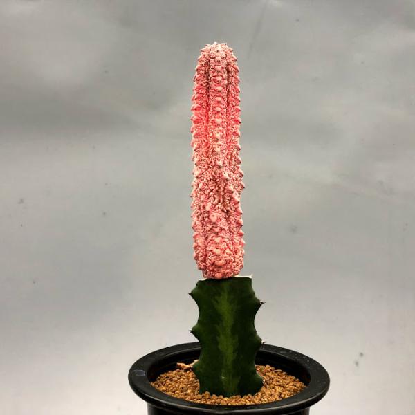 y-bonsai_s10161v