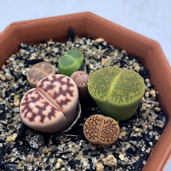 リトープス　種子リスト(注文可能) ① リトープス 種子リスト(注文可能) ① 71tfIRsGTOL