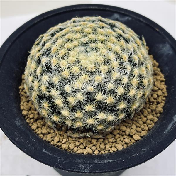 【現品】サボテン・マミラリア・明星（みょうじょう）群生　8号　G7番 現品】サボテン・マミラリア・明星（みょうじょう）群生 8号 G7番