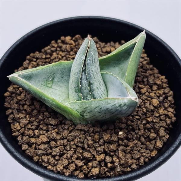 アガベ プミラ 中斑 激レア アガベ プミラ 中斑 激レア