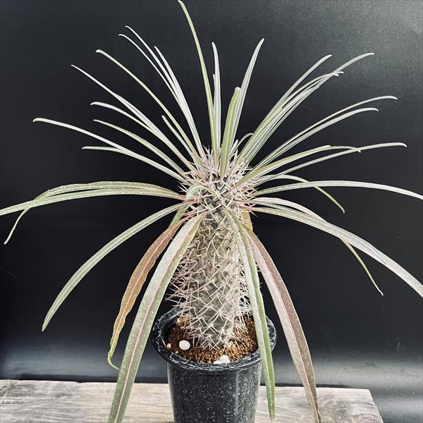 コーデックス：パキポディウム ゲアイー 実生*S 葉幅20cm : 遊恵盆栽