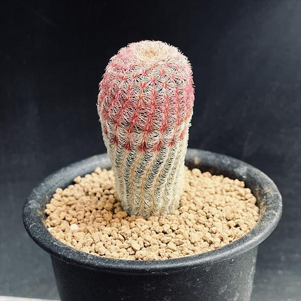 サボテン：エキノケレウス　紫太陽　実生*M 幅3ｃｍ