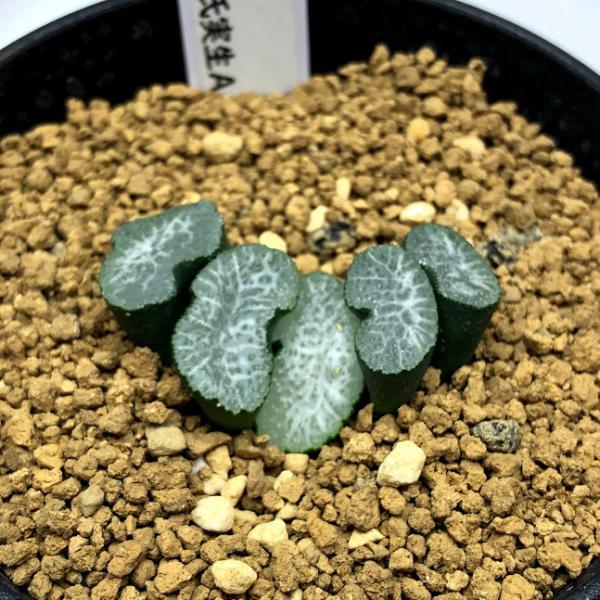多肉植物 玉扇 ハオルチア 観葉植物の人気商品 通販 価格比較 価格 Com