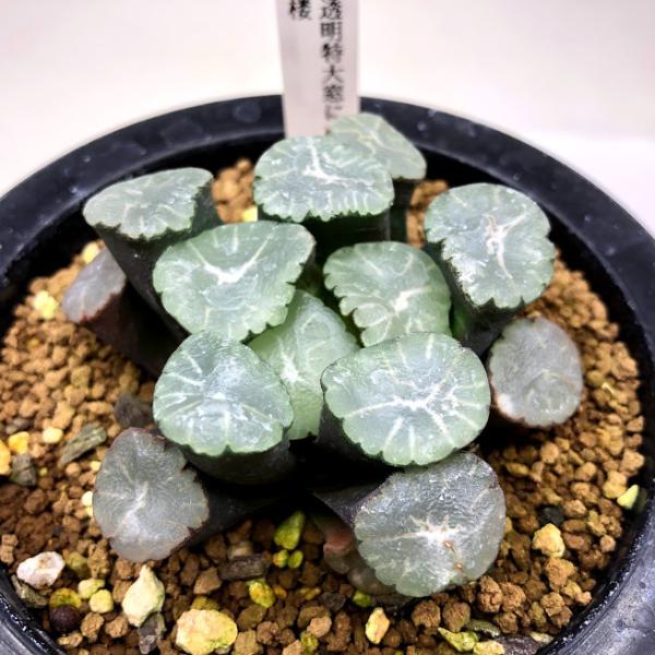 観葉植物 ハオルチア万象 多肉植物の人気商品 通販 価格比較 価格 Com