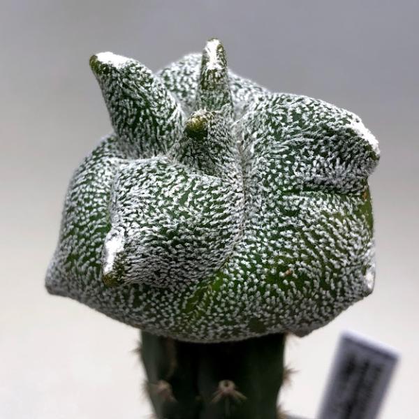 サボテン 白 観葉植物の人気商品 通販 価格比較 価格 Com