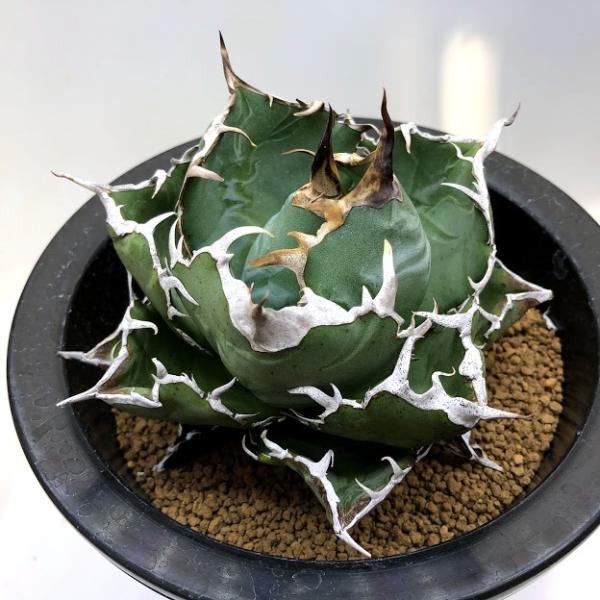 多肉植物：アガベ チタノータ 白鯨*幅12cm 現品！一品限り : 遊恵