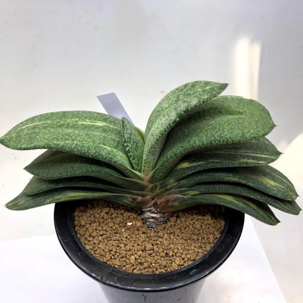 多肉植物：ガステリア ピランシー錦×グロメラータ*幅20cm 現品