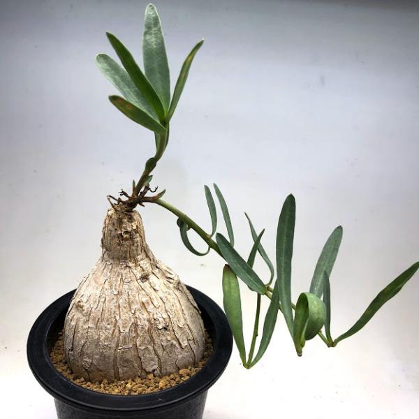 ト*シ様 ユーフォルビア トリカデニアEuphorbiatrichadenia isla del pescado - Euphorbia trichadenia-ユーフォルビア
