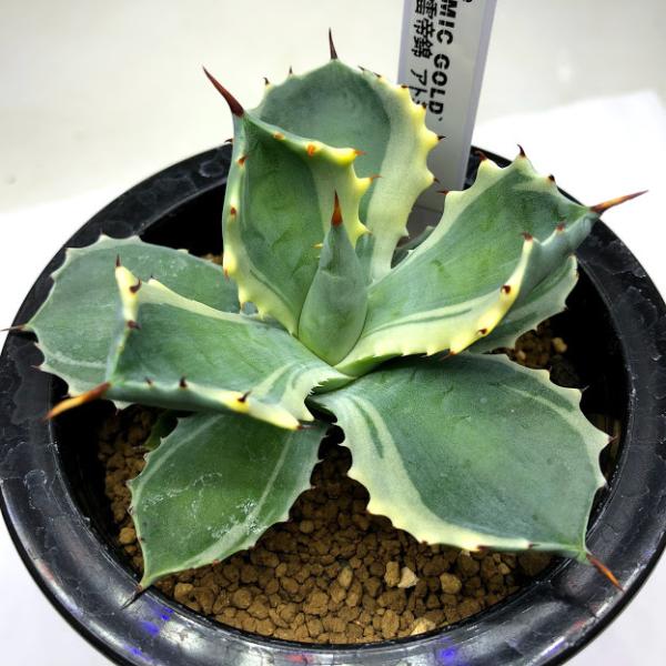 キンメちゃんアトミックゴールド　雷帝錦 y-bonsai_s10344v