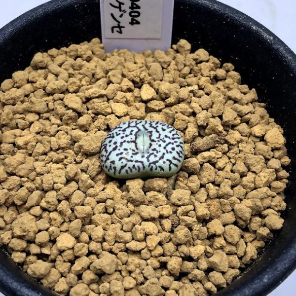 専用❤️速達付き同梱-400円コノフィツム　ウィッテベルゲンセ 鉢のまま 専用❤️速達付き同梱-400円コノフィツム ウィッテベルゲンセ 鉢