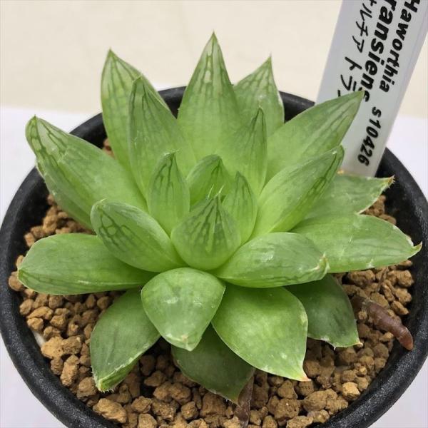 多肉植物 ハオルチア 総合 Favofavoitems