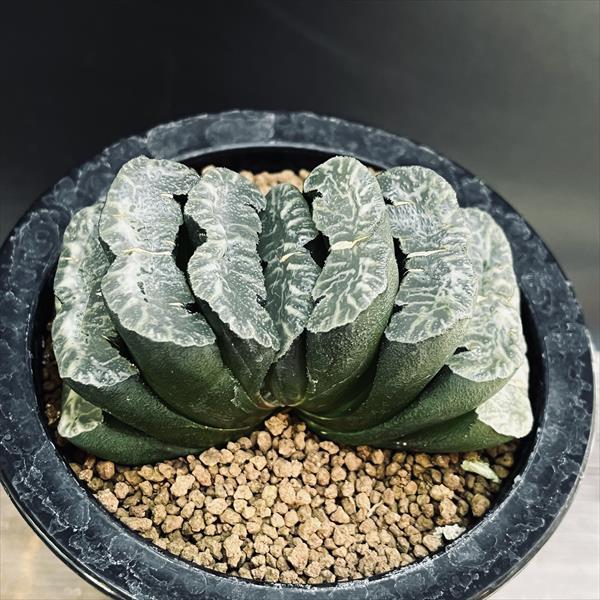 ☆特価☆多肉植物：ハオルチア 玉扇 縄文青い影*幅9cm : 遊恵盆栽