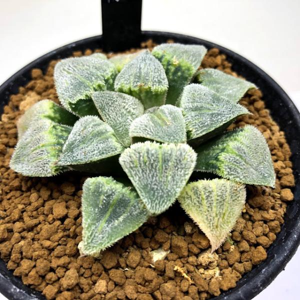 マクマトリー（27mm） ハオルチア 多肉植物251124 原種