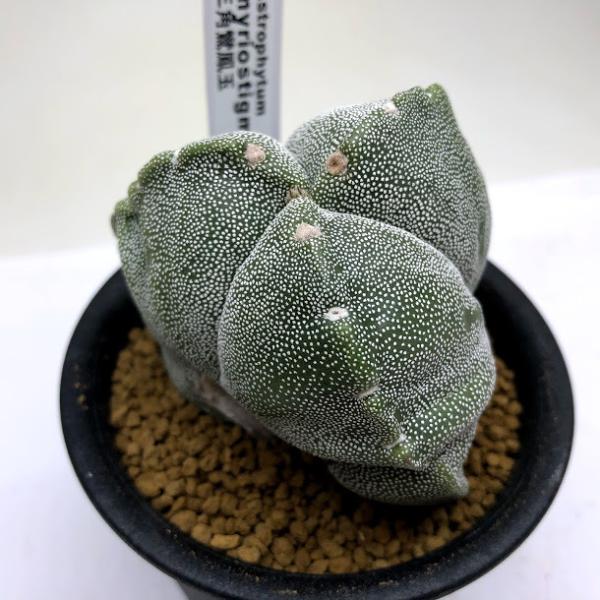 サボテン：アストロフィツム 三角鸞鳳玉*幅6.5cm 現品！一品限り ※傷 