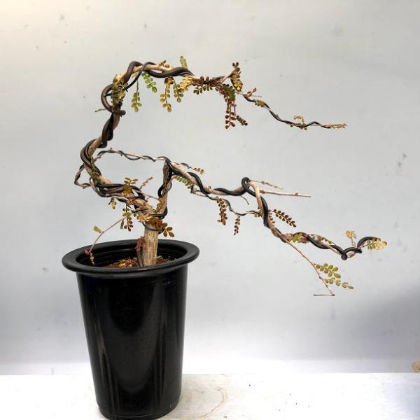 y-bonsai_s10463v