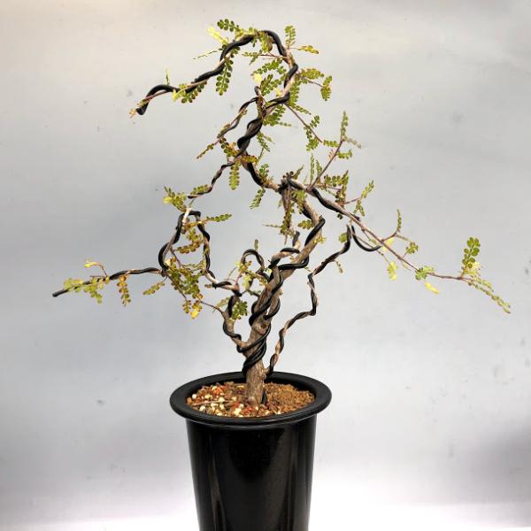 盆栽仕立て：オペルクリカリア デカリー*幅23cm 現品！一品