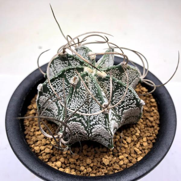 y-bonsai_s10474v