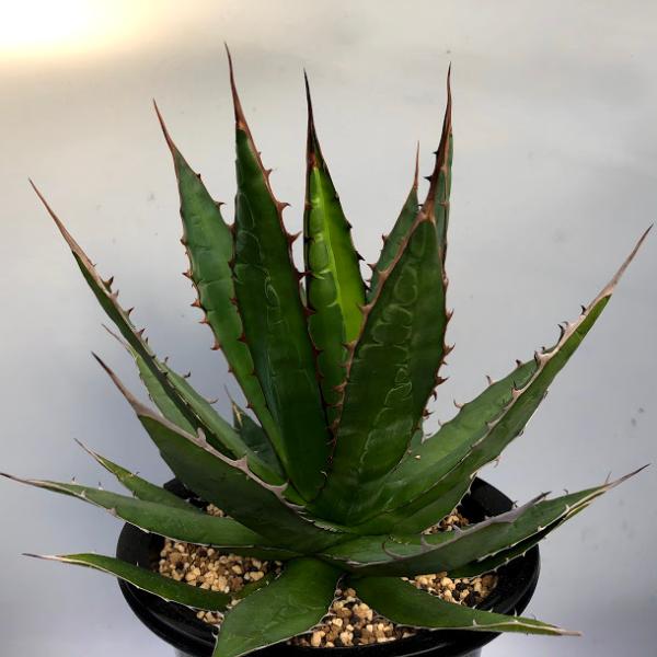 多肉植物：アガベ ホリダ 実生*幅33cm 現品！一品限り : 遊恵盆栽
