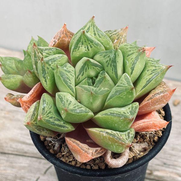 多肉植物：ハオルチア 大疣オブツーサ*幅9cm : 遊恵盆栽 Yahoo!店