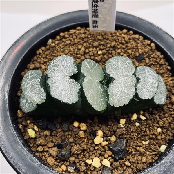 多肉植物：ハオルチア 玉扇 海野氏実生特選 曲玉*幅8cm 現品！一品