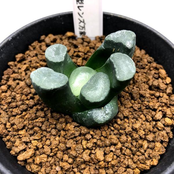 ☆☆万象＊白磁レンズ錦＊ハオルチア＊錦☆☆ 万象＊白磁レンズ錦＊ハオルチア＊錦 2025年最新】