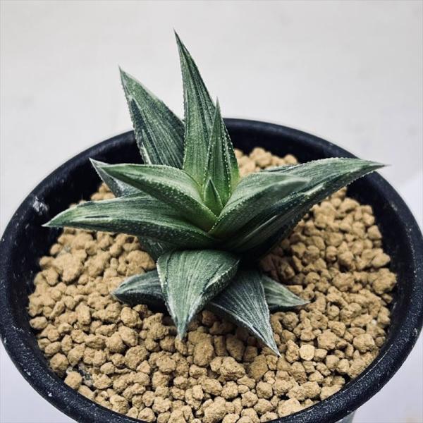 多肉植物 祝いの松錦♡抜き苗 多肉植物 祝いの松錦♡