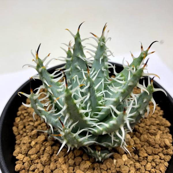 多肉植物：アロエ エリナケア*L 幅5.5cm : 遊恵盆栽 Yahoo!店