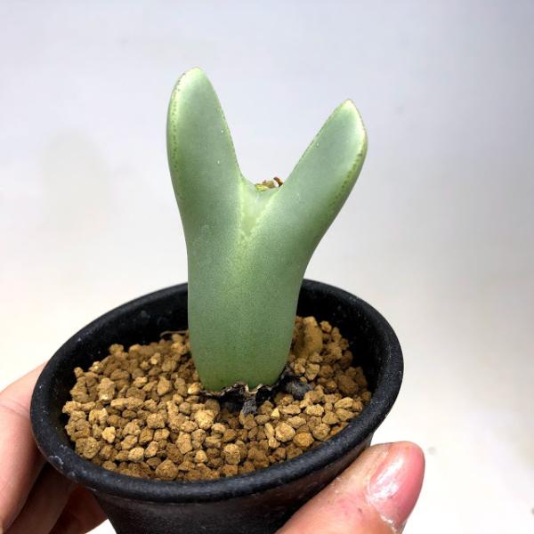 y-bonsai_s10566v