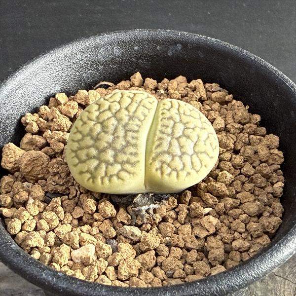 多肉植物　リトープス　訳あり　1ポット 多肉植物：リトープス 茶巴里玉*幅3cm : 遊恵盆栽 Yahoo!店 - 通販