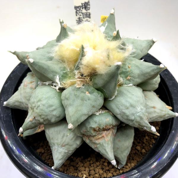 y-bonsai_s10596v