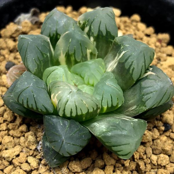 多肉植物　ハオルチア　オブツーサ 楽天市場】多肉植物：ハオルチア オブツーサ*幅4cm : 遊恵盆栽