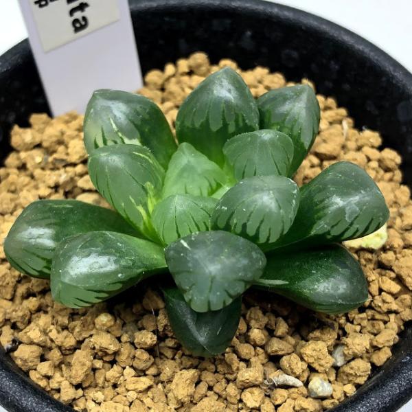 リ*ー様 多肉植物　ハオルチア　霓虹燈オブツーサ錦　鮮明錦　極上斑　超美品 リ*ー様 多肉植物 ハオルチア 霓虹燈オブツーサ錦 鮮明錦 極上斑