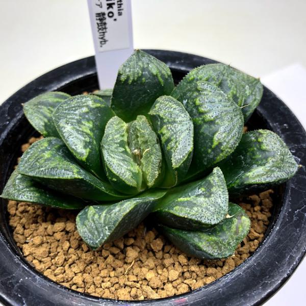 多肉植物：ハオルチア 静鼓hyb.*幅9cm 現品！一品限り : 遊恵盆栽