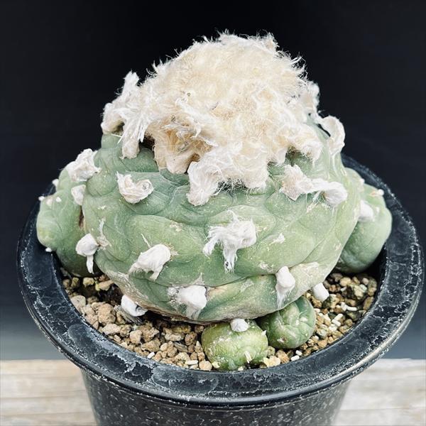 多毛ロフォフォラ　ディフューサ ザ・ファームセレクト]ロフォフォラ：ディフューサ（多毛） 4号