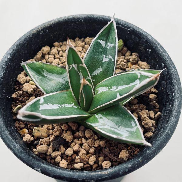 多肉植物：アガベ 笹の雪*S 幅5.5cm : 遊恵盆栽 Yahoo!店