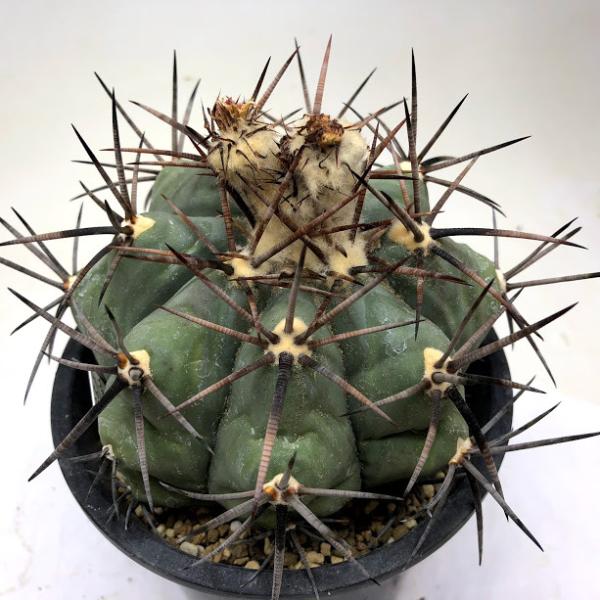 サボテン：エキノカクタス 太平丸 （般若ツギ）*幅9cm 現品！一品限り