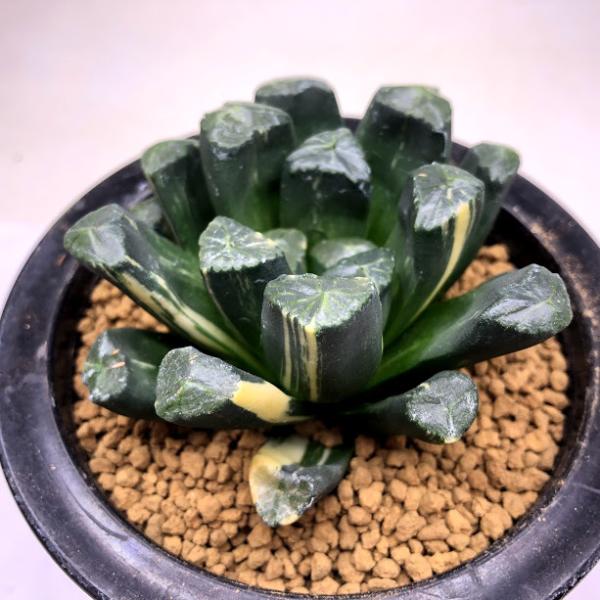 ☆☆万象＊稲妻錦＊ハオルチア＊錦☆☆ 多肉植物：ハオルチア 万象錦 N-29*幅6cm 現品！一品限り