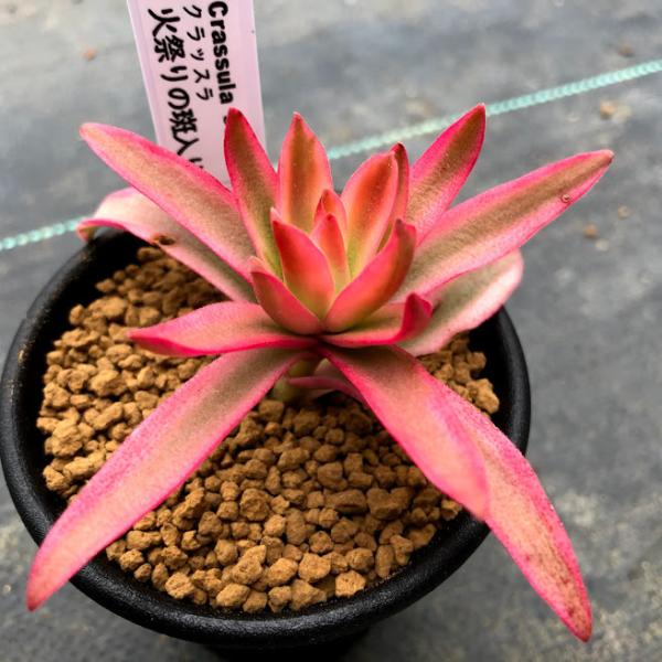 多肉植物：クラッスラ 火祭りの斑入り*幅6cm : 遊恵盆栽 Yahoo!店