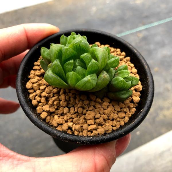 多肉植物：ハオルチア シンビフォルミスsp*幅4.5cm : 遊恵盆栽 Yahoo