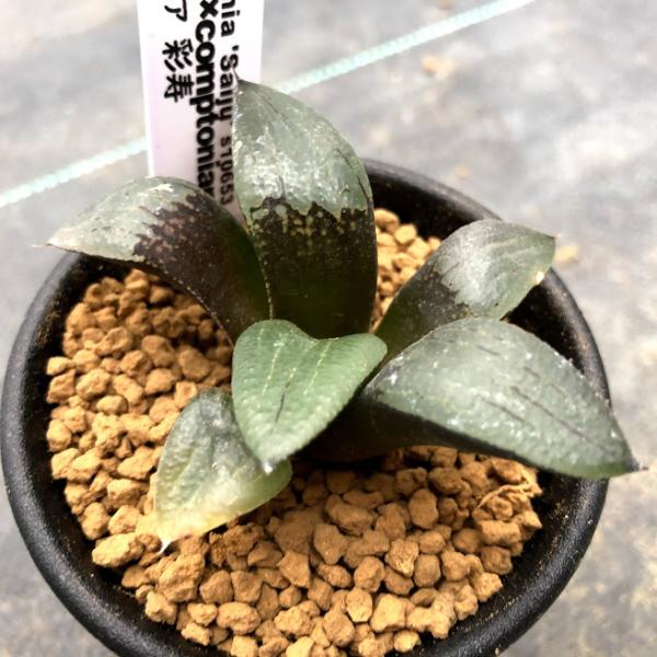 50d ハオルチア　多肉植物　寿親木　自家繁殖 50d ハオルチア 多肉植物 寿親木 自家繁殖