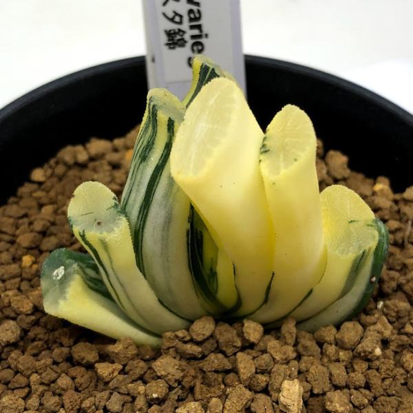 多肉植物：ハオルチア 玉扇錦 コンゲスタタイプ*幅5cm 現品！一品