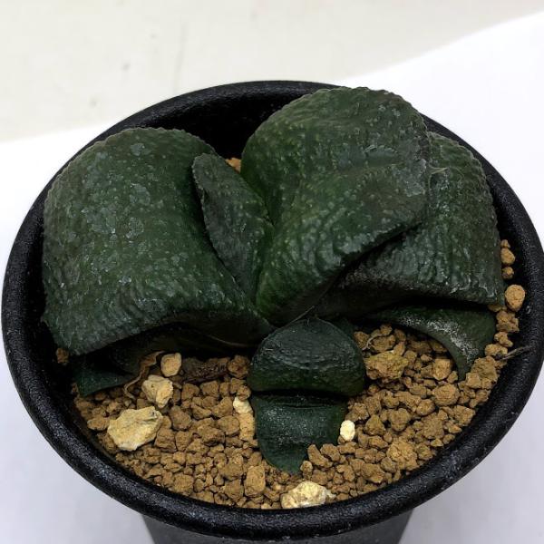 y-bonsai_s10715v