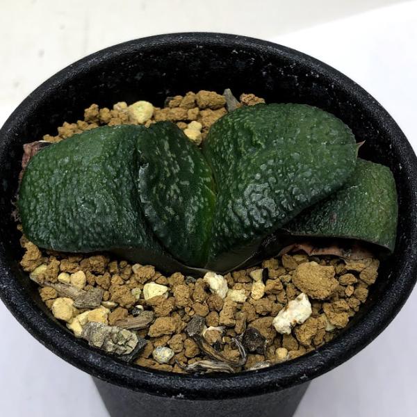 観葉植物 ガステリア 多肉植物の人気商品 通販 価格比較 価格 Com