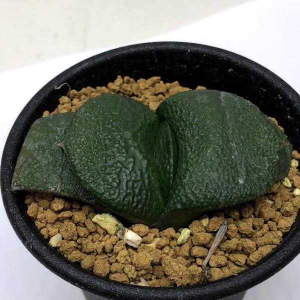多肉植物：ガステリア 臥牛*幅6cm 現品！一品限り : 遊恵盆栽 Yahoo