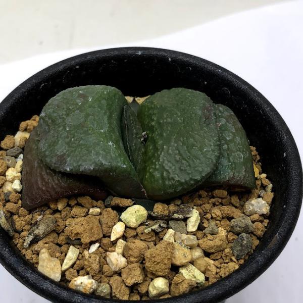 観葉植物 ガステリアの人気商品 通販 価格比較 価格 Com